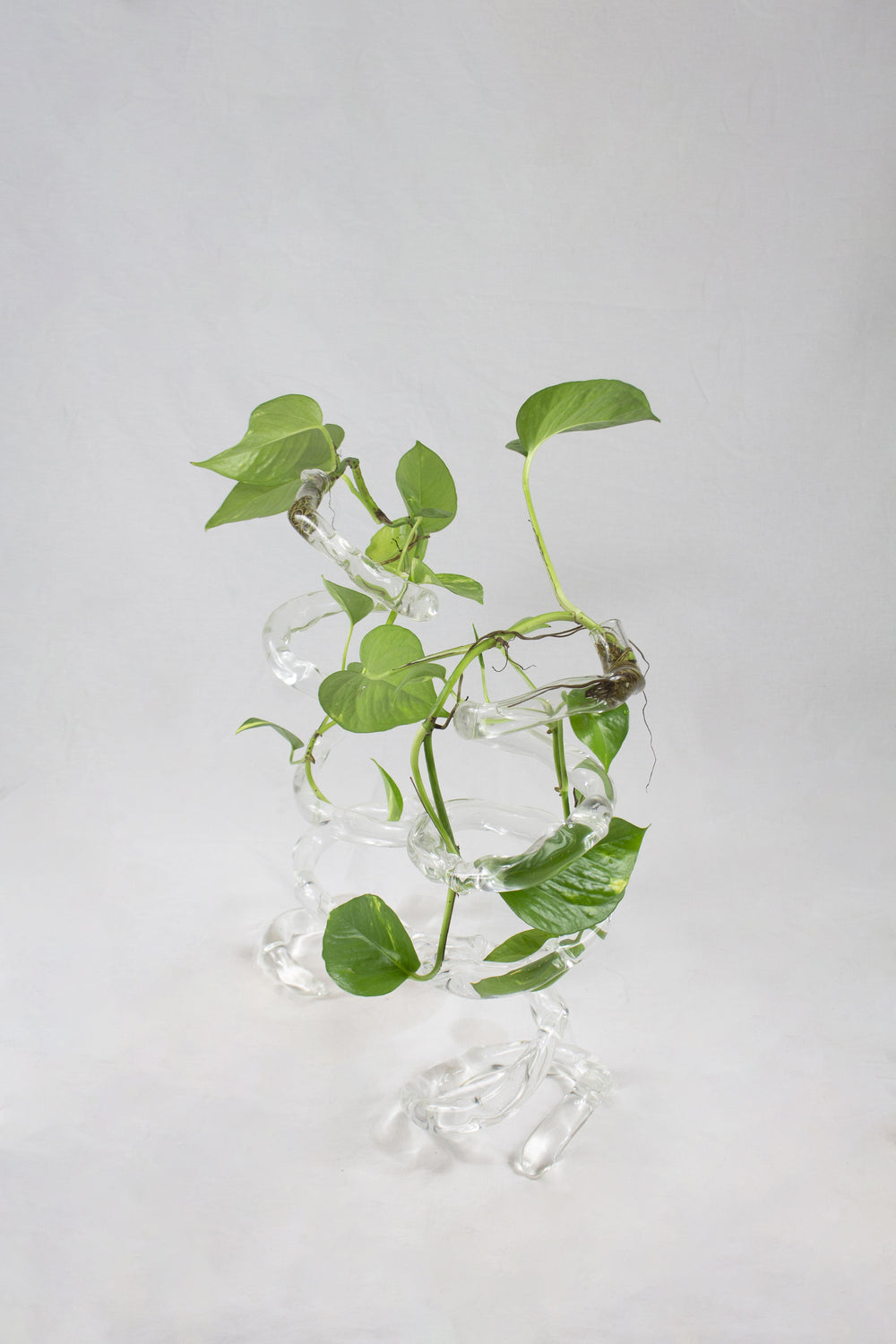 Espiral spiral glass vase in transparent borosilicate glass by Magdalena Hart, Rain and Rivers