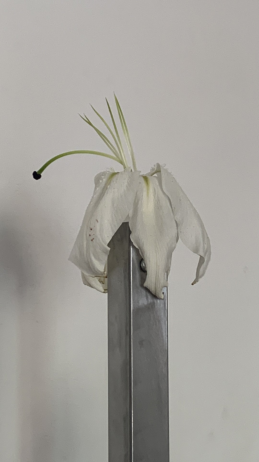 A Practice of Porosity, Il.lacions (2025), motorized flower installation by Magdalena Hart, image 1 of 3