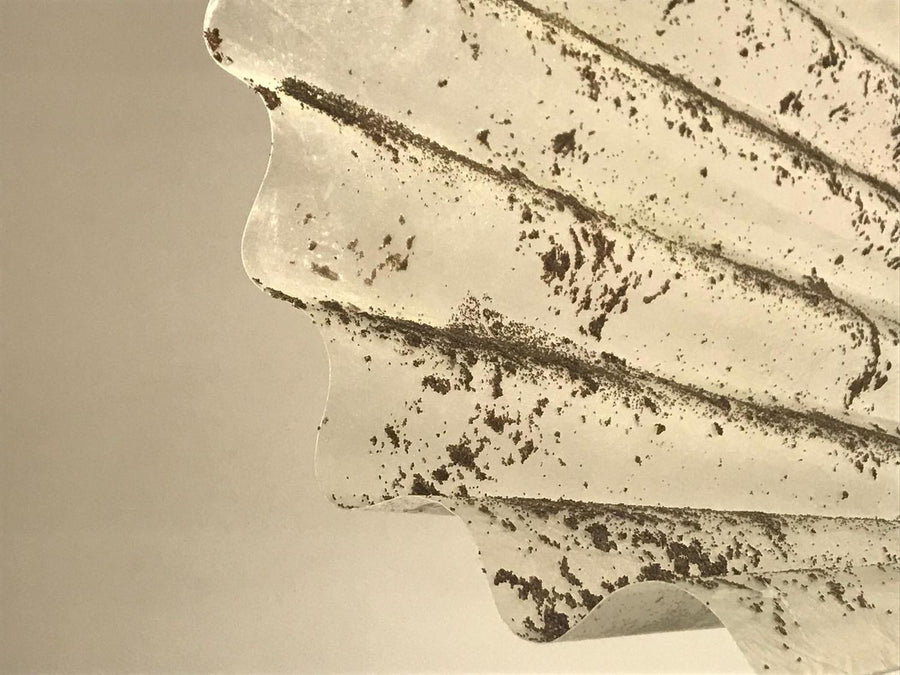 Cyclĭcus (2021), biodesign sculpture by Magdalena Hart, image 2 of 5