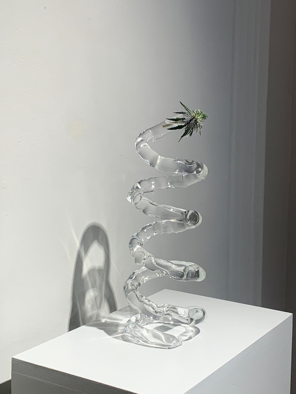 Espiral (2021), blown glass sculpture for plants by Magdalena Hart, image 2 of 4