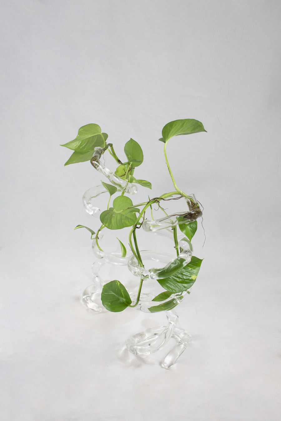 Espiral (2021), blown glass sculpture for plants by Magdalena Hart, image 3 of 4