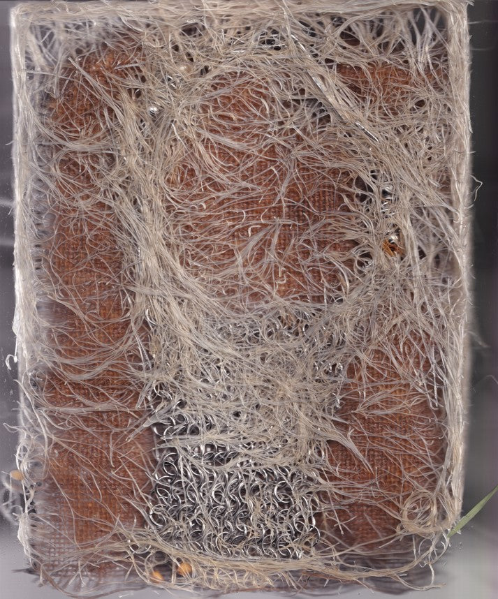 Manglar (2024), transdisciplinary art and science collective with Magdalena Hart, image 1 of 5