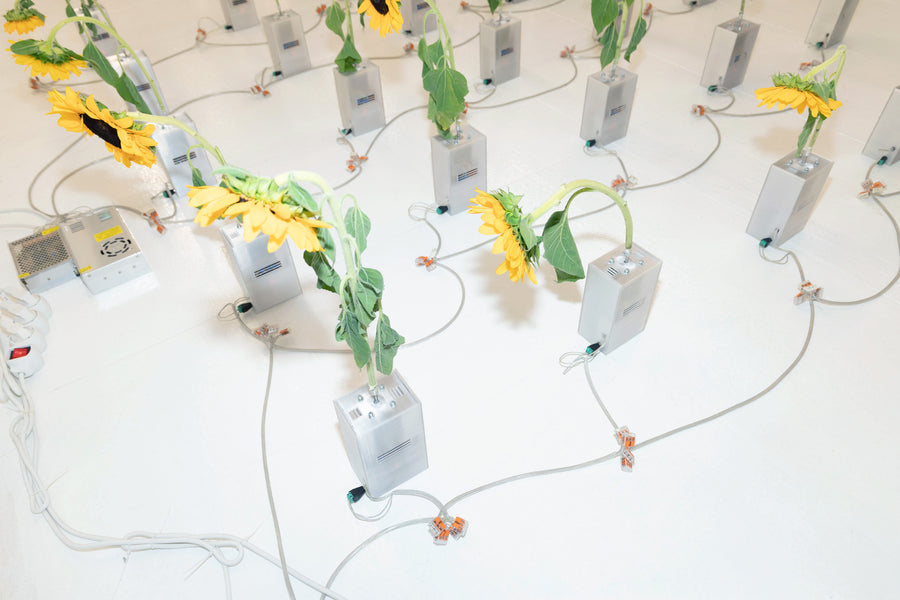 Not All Flowers Follow The Sun (2026), kinetic sunflower installation by Magdalena Hart, image 3 of 4