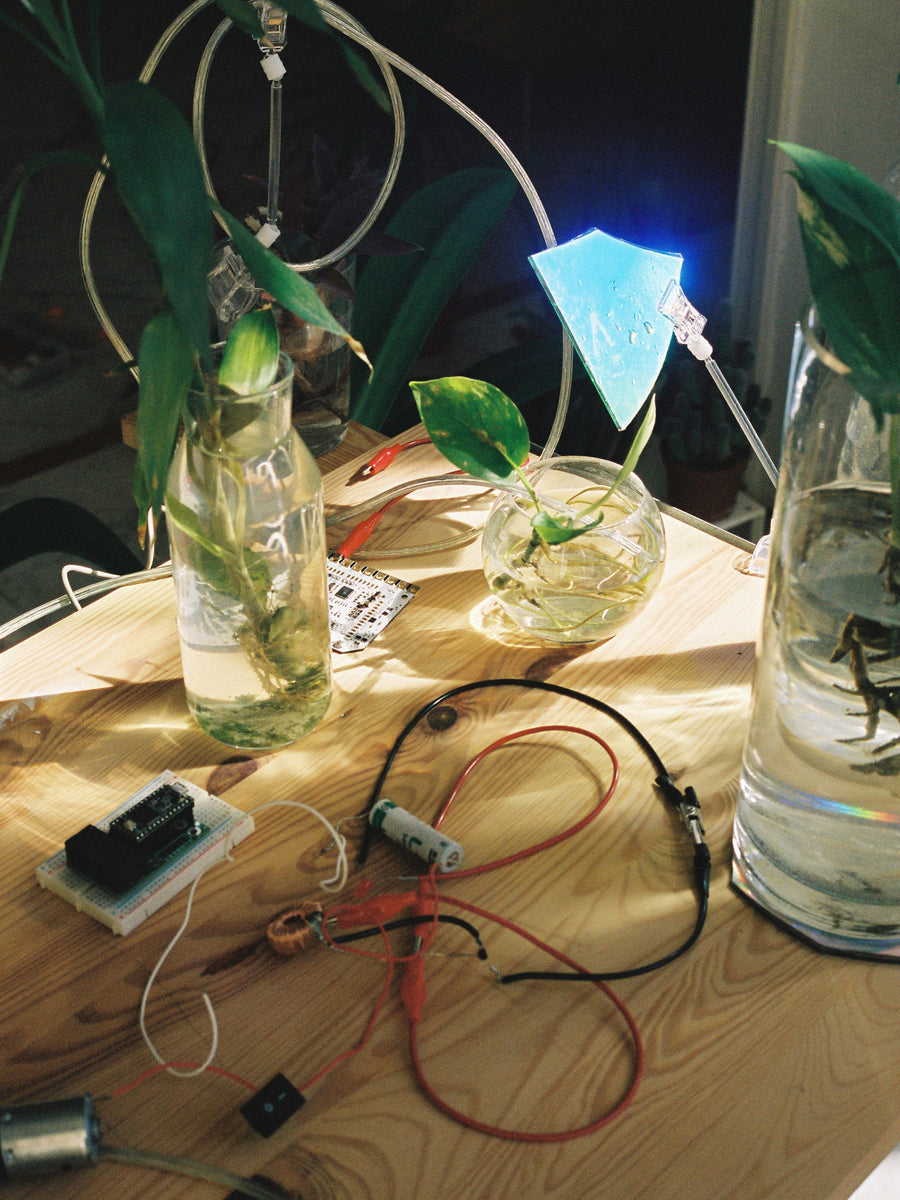 Photo Microbial Fuel Cell (2020 - 2021), living electricity installation by Magdalena Hart, image 2 of 4