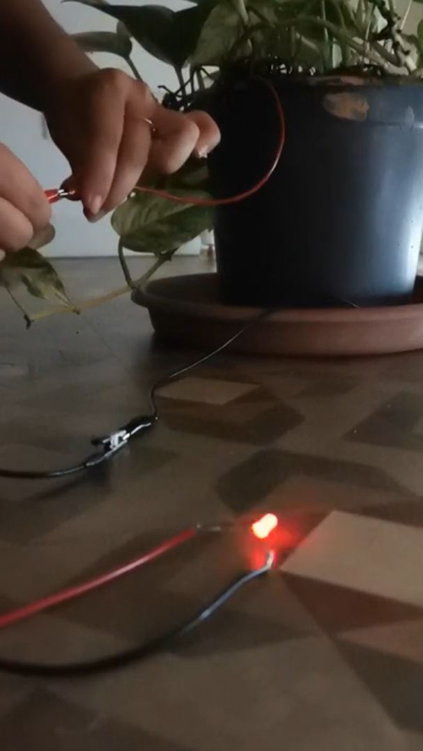 Photo Microbial Fuel Cell (2020 - 2021), living electricity installation by Magdalena Hart, image 4 of 4