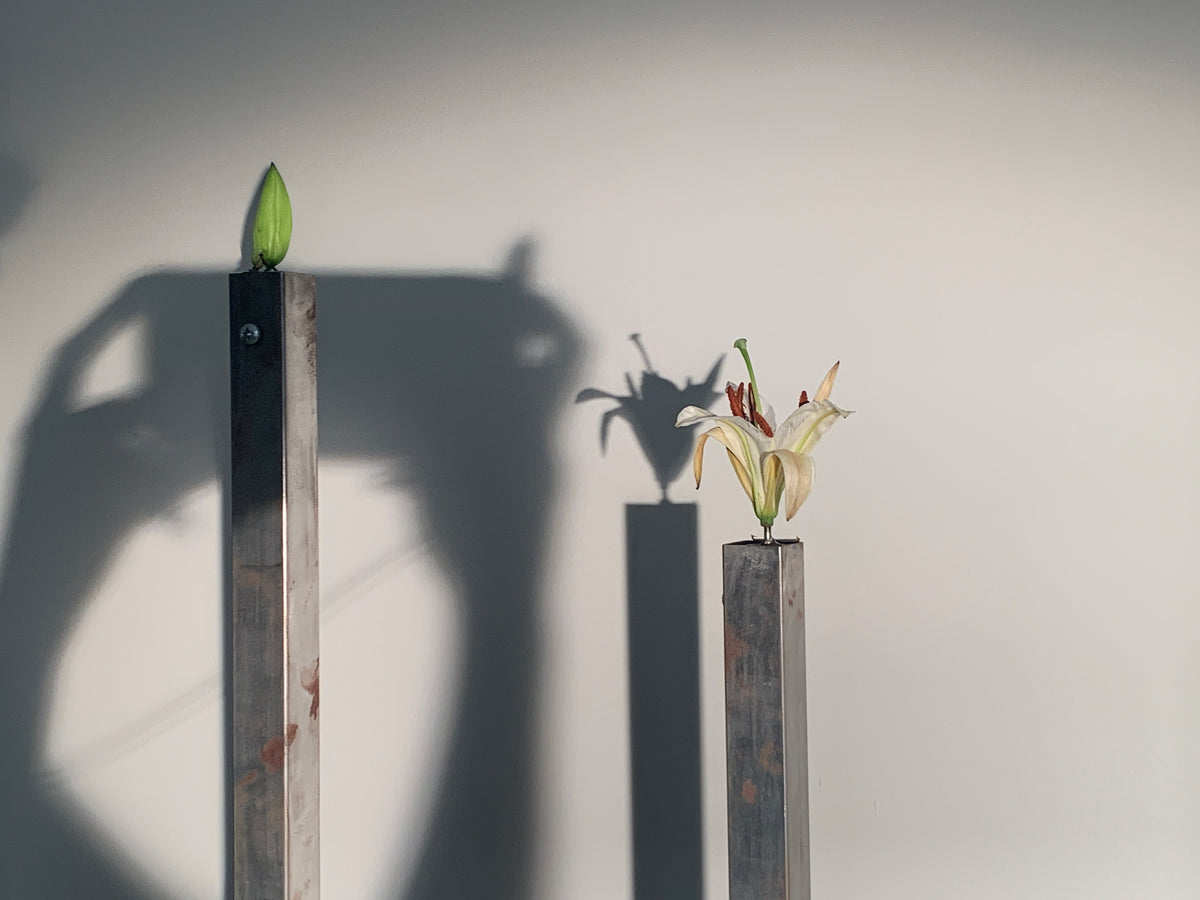 Tall glass vessels holding a flower bud and dried flowers, with their shadow on the studio wall